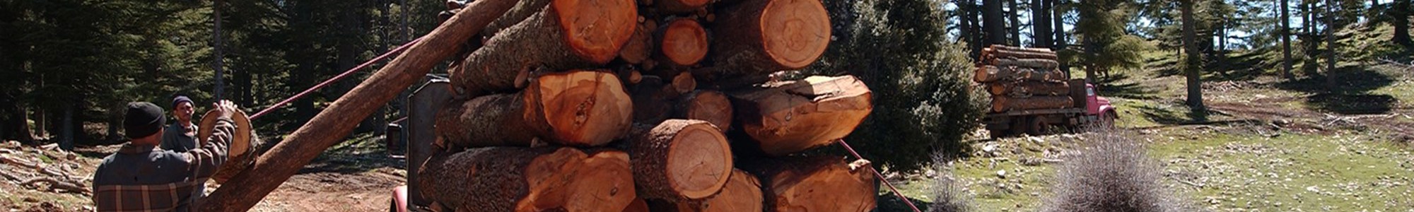 wood